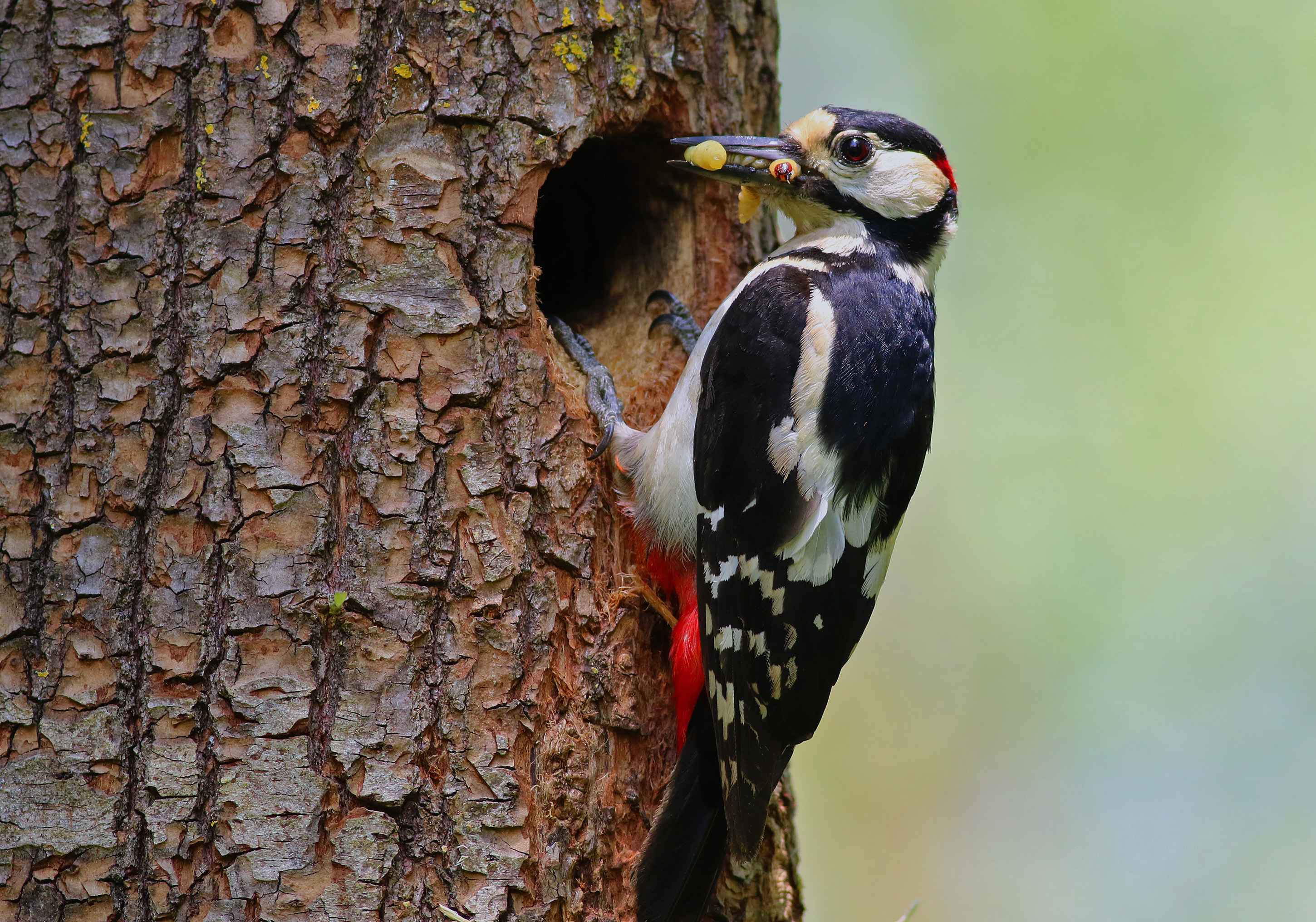 Great Spotted Woodpecker